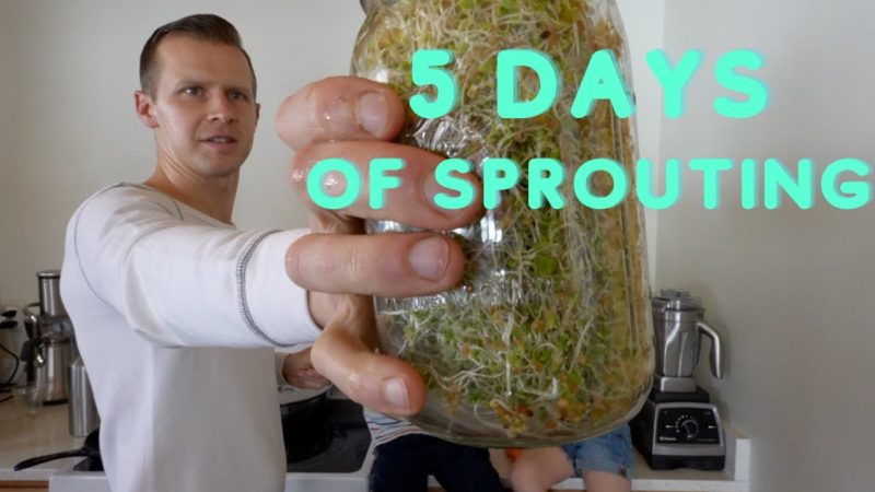 5 Days of Sprouting